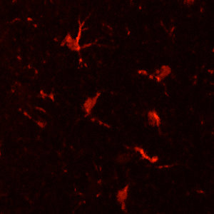 CD11b or OX-42 staining of adult mouse cerebral cortex sections showing microglial cells and their processes.  Courtesy of Dr. Felix Eckenstein (University of Vermont).