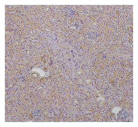 Immunoperoxidase of polyclonal antibody to 201 (1:200) on paraformaldehyde-fixed paraffin-embedded mouse kidney