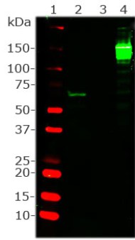 WB analysis of Cas9 S pyogenus